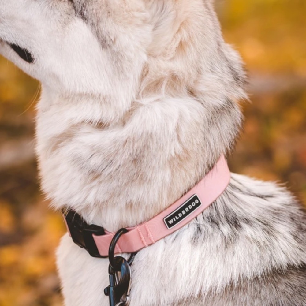 Wilderdog Guava Waterproof Collar Large NWT